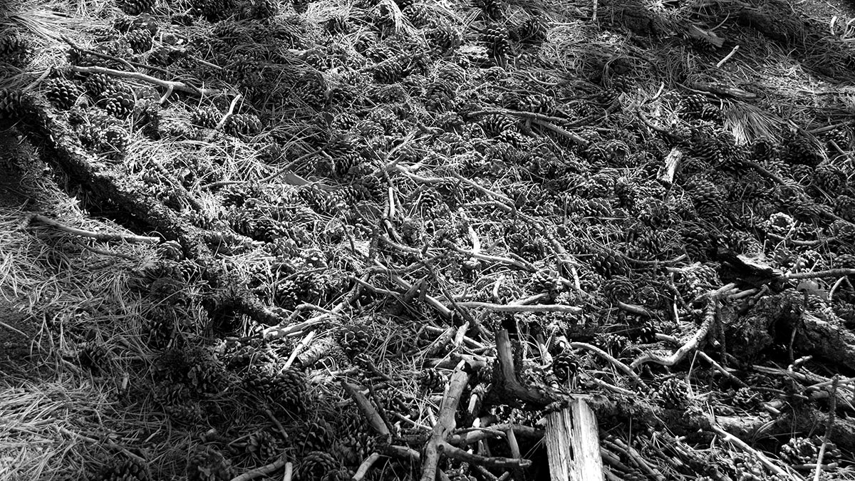 Pine Cones and Sticks on Forest Floor